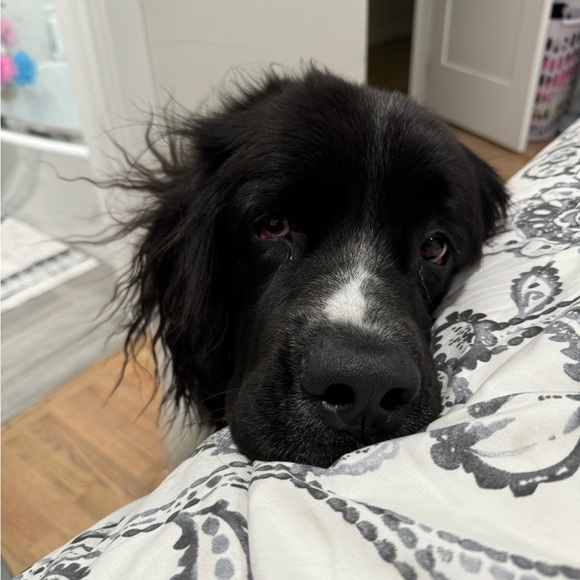 Meet your Posher, Campbell - Picture 3 of 7